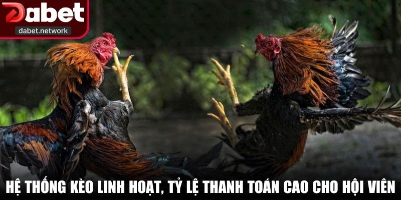 Hệ thống kèo linh hoạt, tỷ lệ thanh toán cao cho hội viên