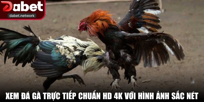 Xem đá gà trực tiếp chuẩn HD 4K với hình ảnh sắc nét